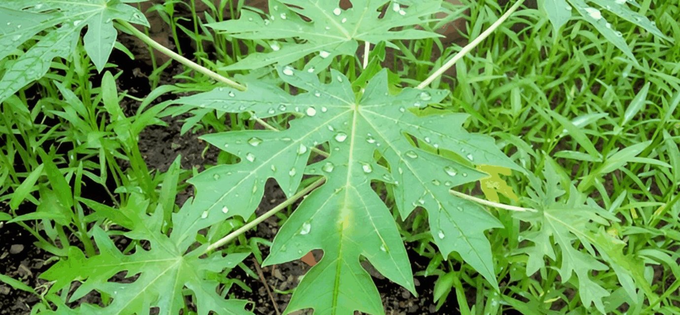 Manfaat Daun Pepaya