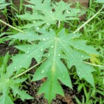 Manfaat Daun Pepaya