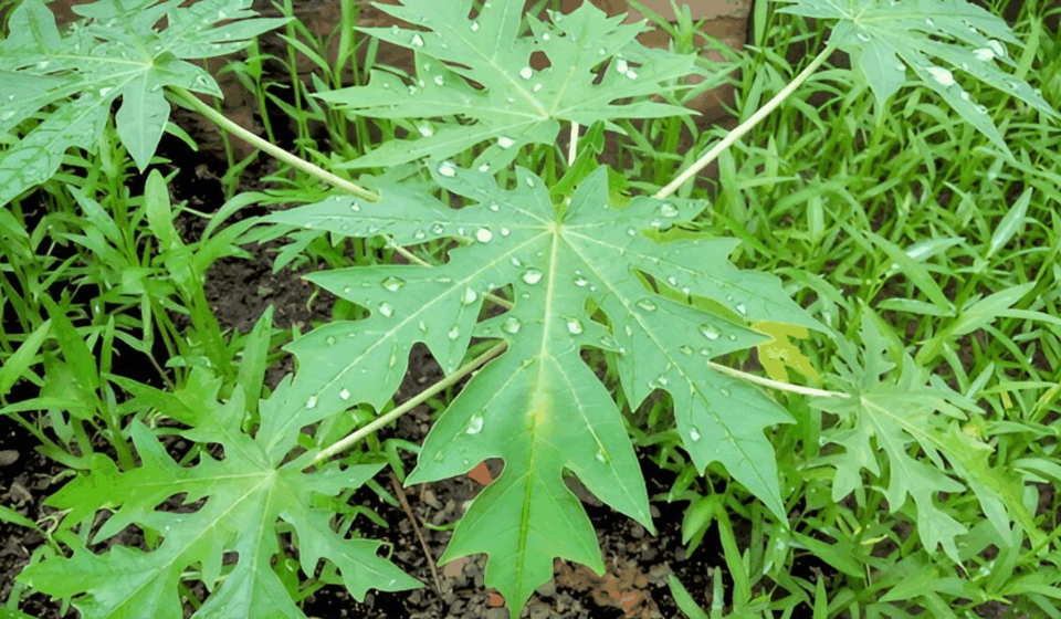 7 Manfaat Daun Pepaya: Rahasia Alami untuk Kesehatan Manfaat Daun Pepaya